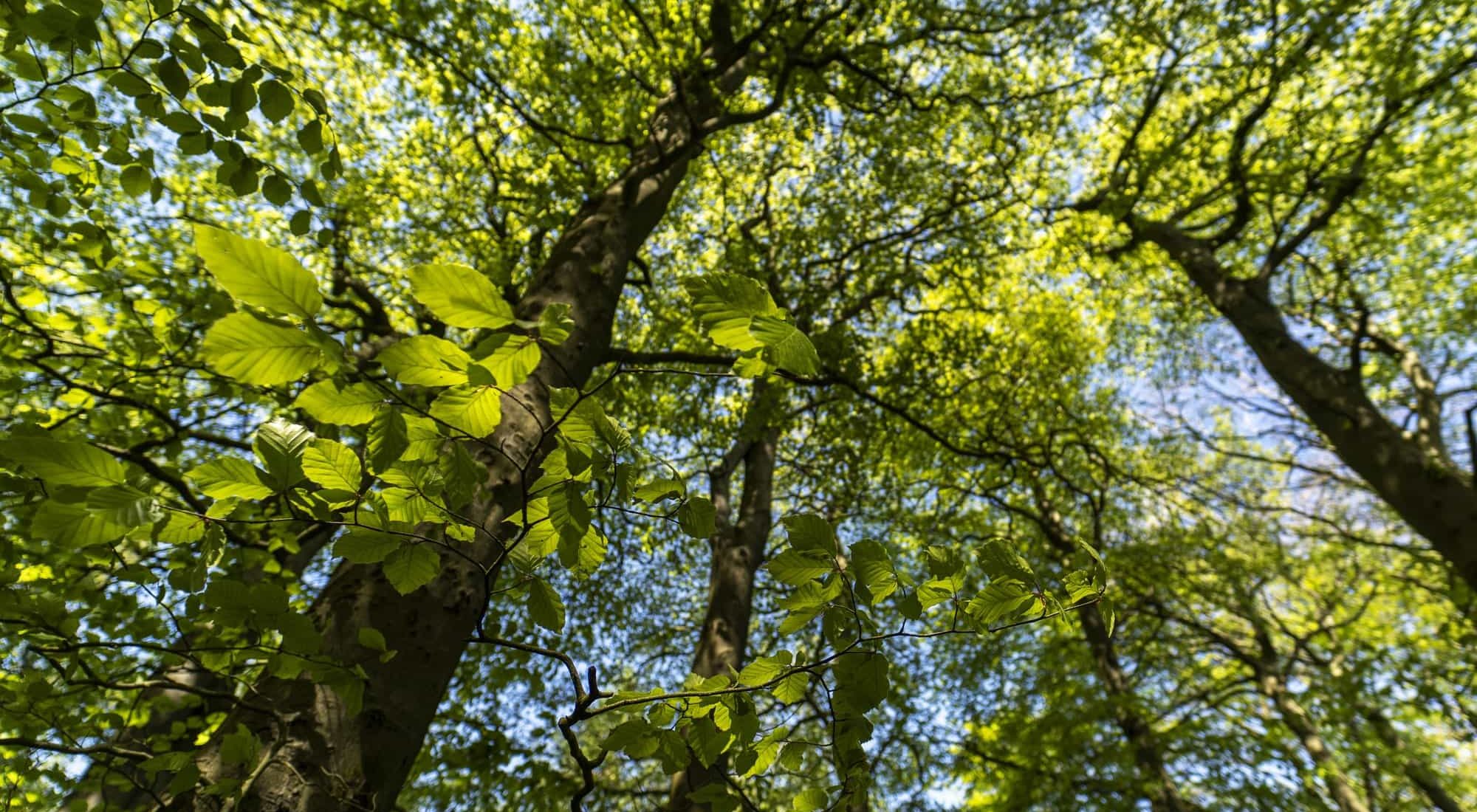 Conservation