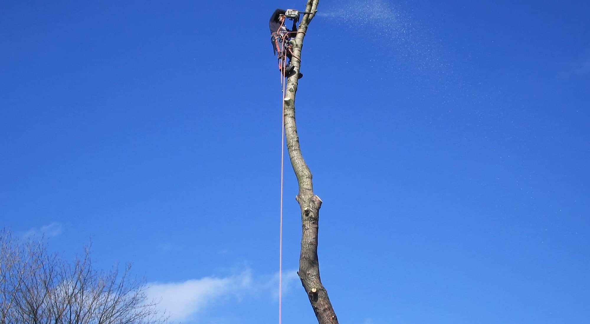 Tree Felling